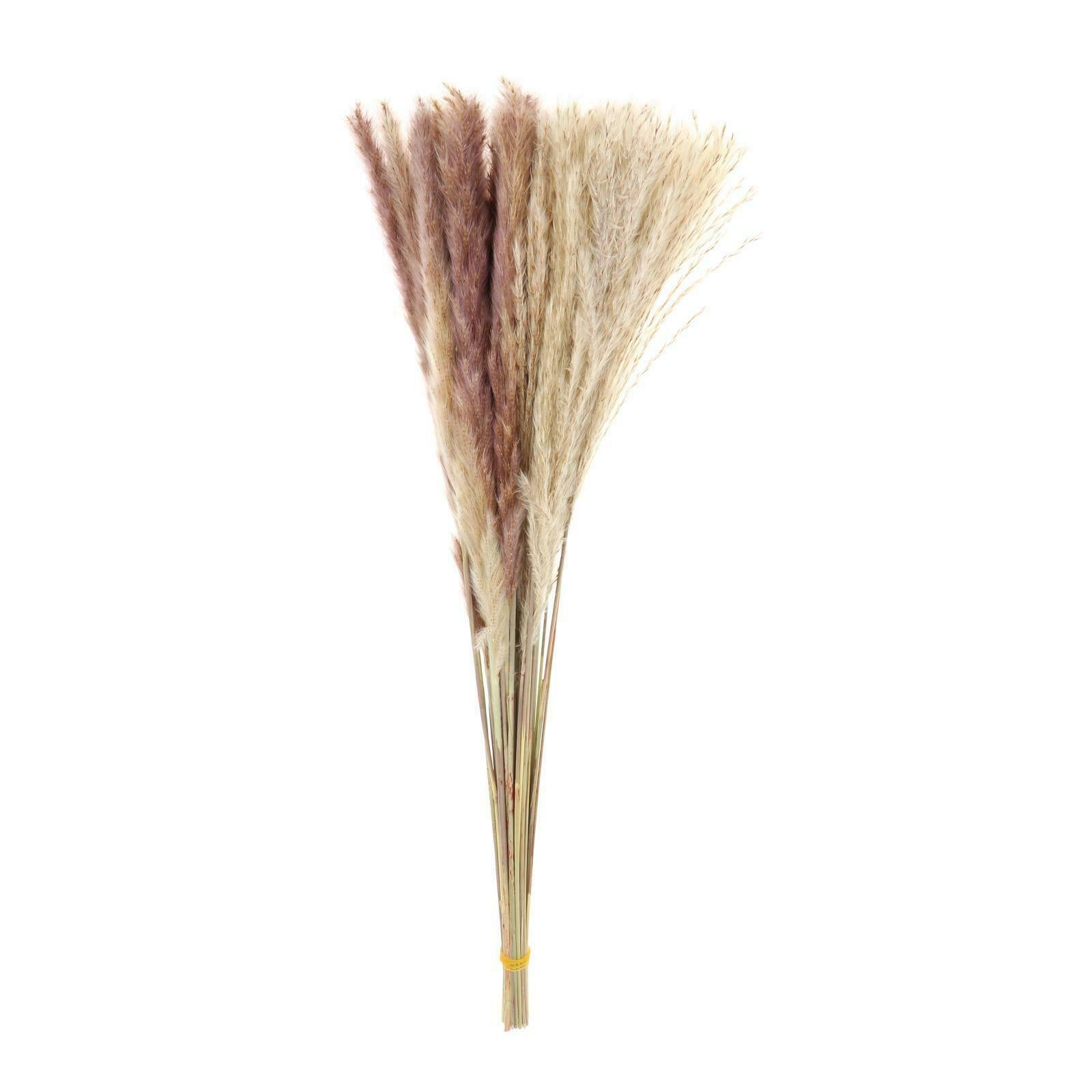 Pack of 70 Natural Dried Pampas Grass Home Party Boho Decor Photograph Props