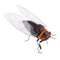 Realistic Insects Bugs Cicada for Halloween Party Favors Decoration