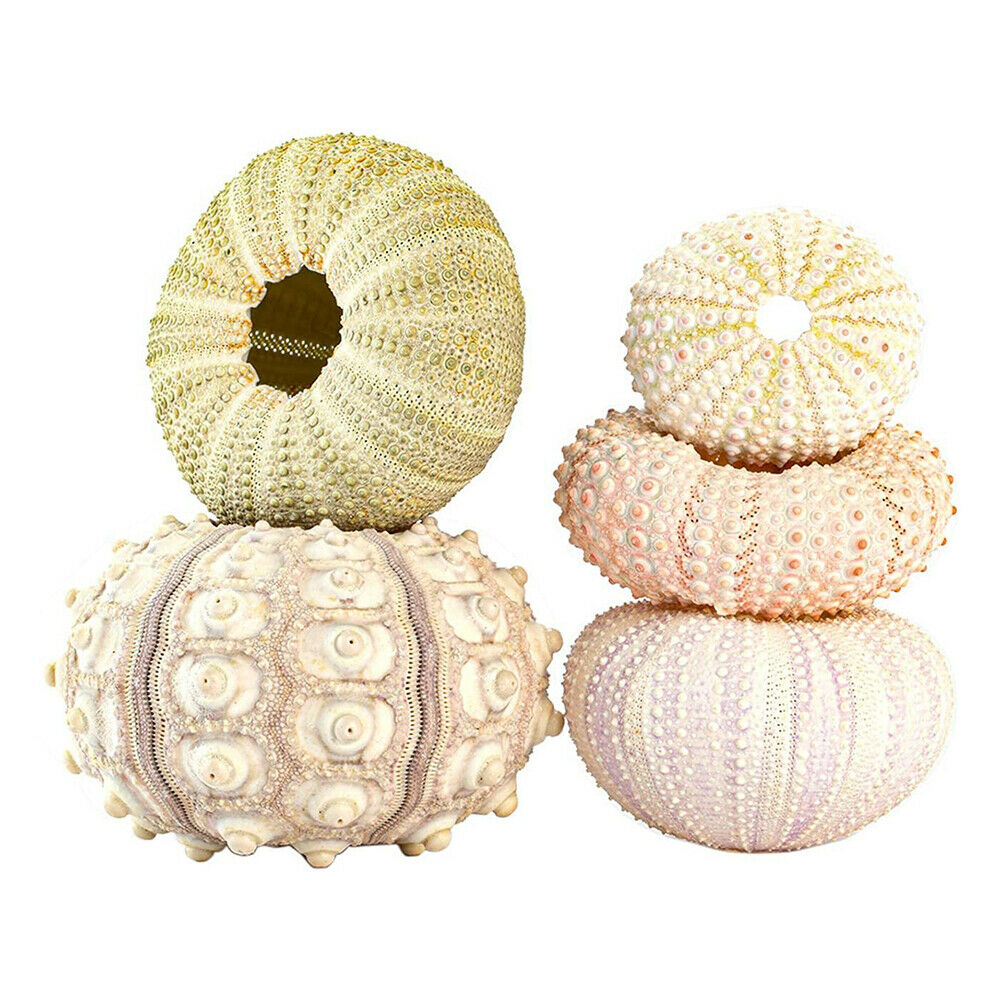 5PCS Mini Sea Urchin Shell Hanging Pot Air Plant Holder Bonsai Home Yard Decor
