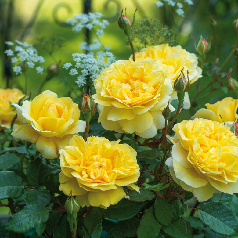 50 PCS Seeds Flowers Yellow Tea Rose Perennial Plant Home Garden High Quality