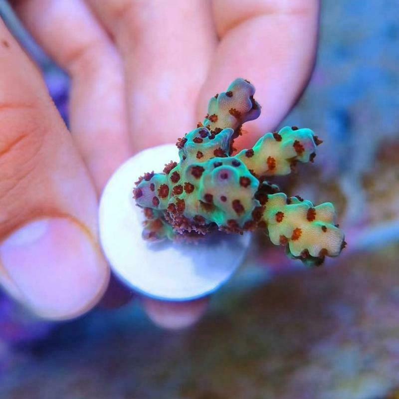 Ceramic Coral Frag Disks Coral Frag Rack Plates Brackets Aquarium Accessories