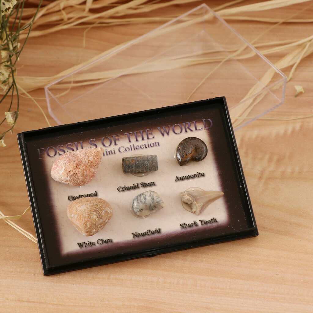 6Pcs Marine Animal Fossils Specimens Collection School Biology Teaching Aids