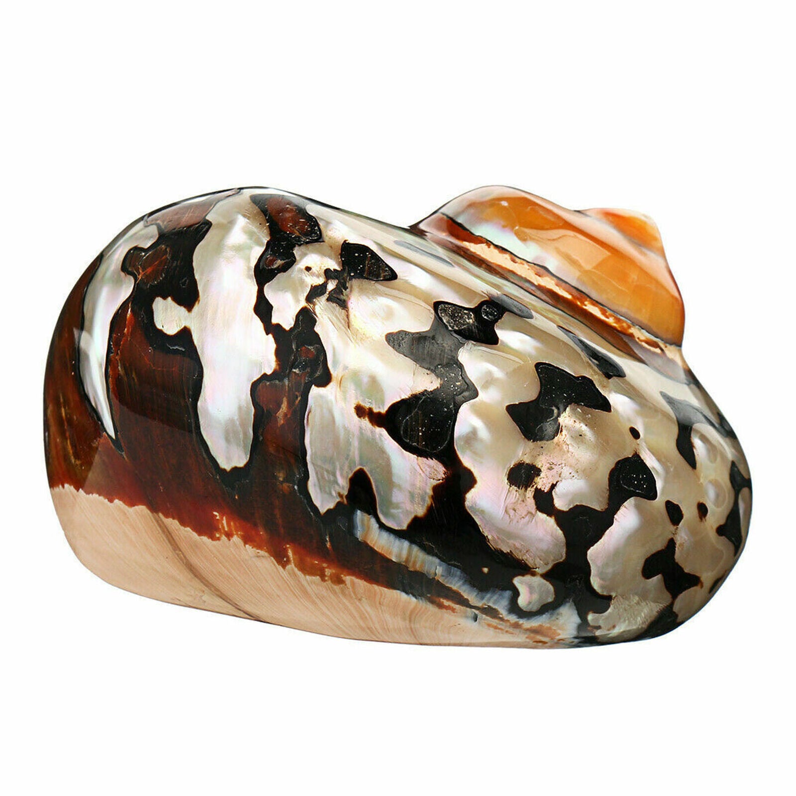 6-9.5cm Natural African Turban Sea Shell Coral Conch Snail Home Fish Tank Decor