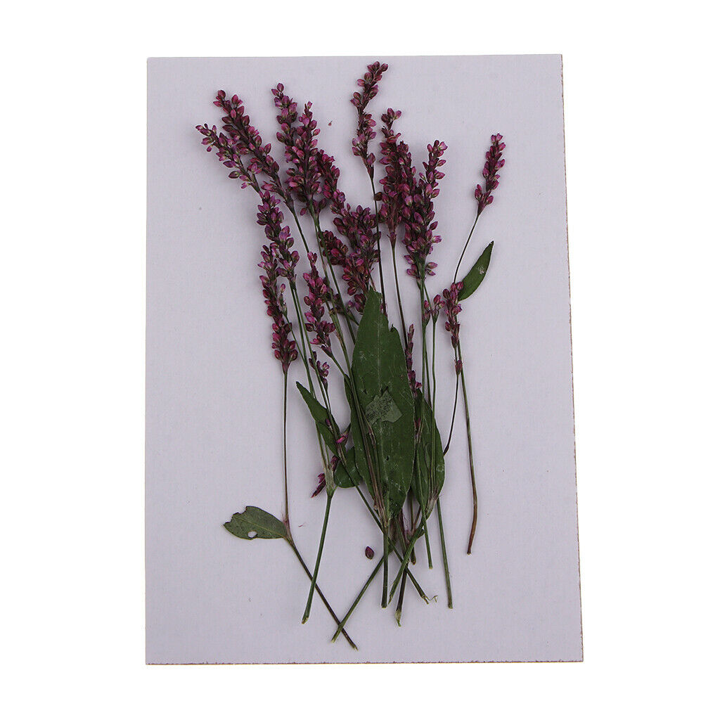 12 Pack Multiple Pressed Dried Flowers Leaves DIY Arts Crafts Scrapbooking Decor