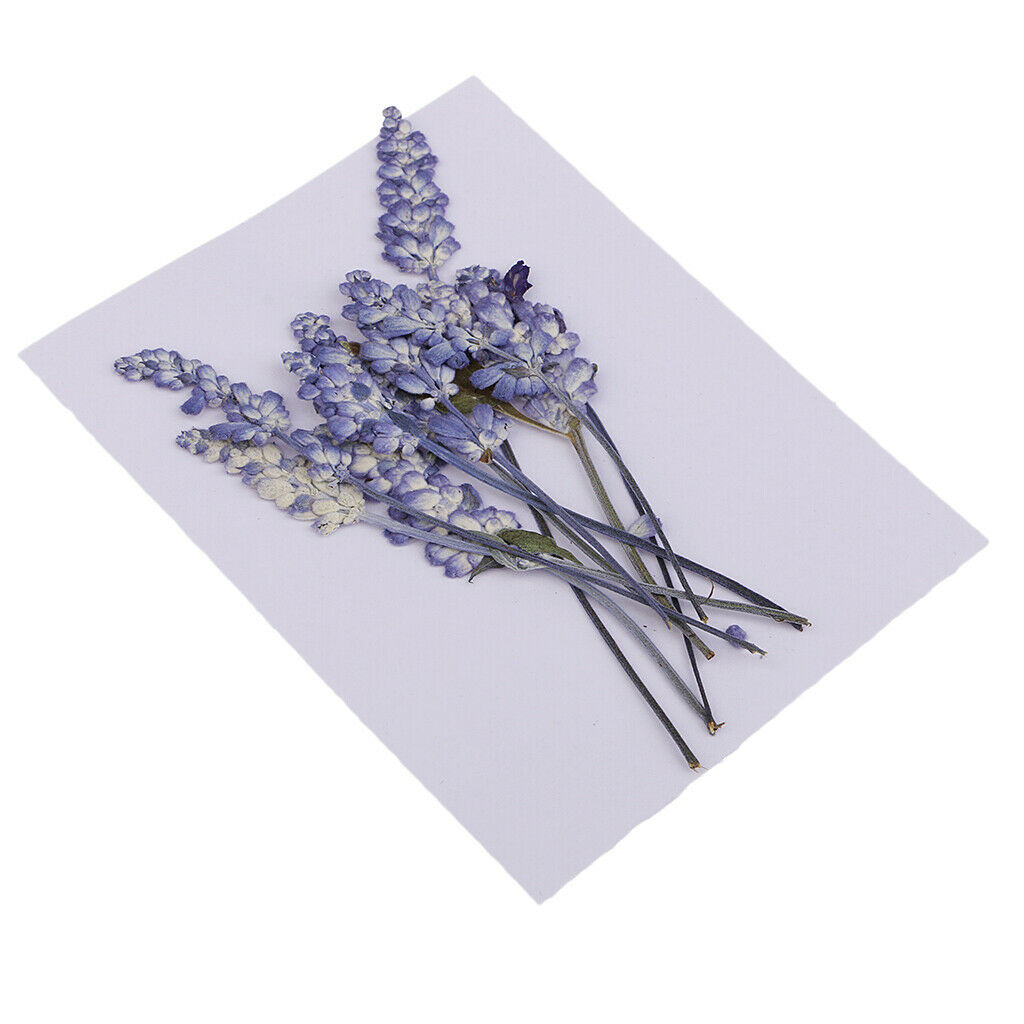 20 Pressed Dried Flower Real Babysbreath Sage Flowers DIY Scrapbooking Craft