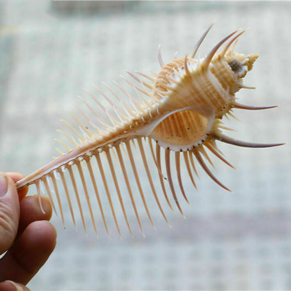 Natural Murex Pecten Shell Conch Coral Sea Snail Home Ornament Fish Tank Adorn
