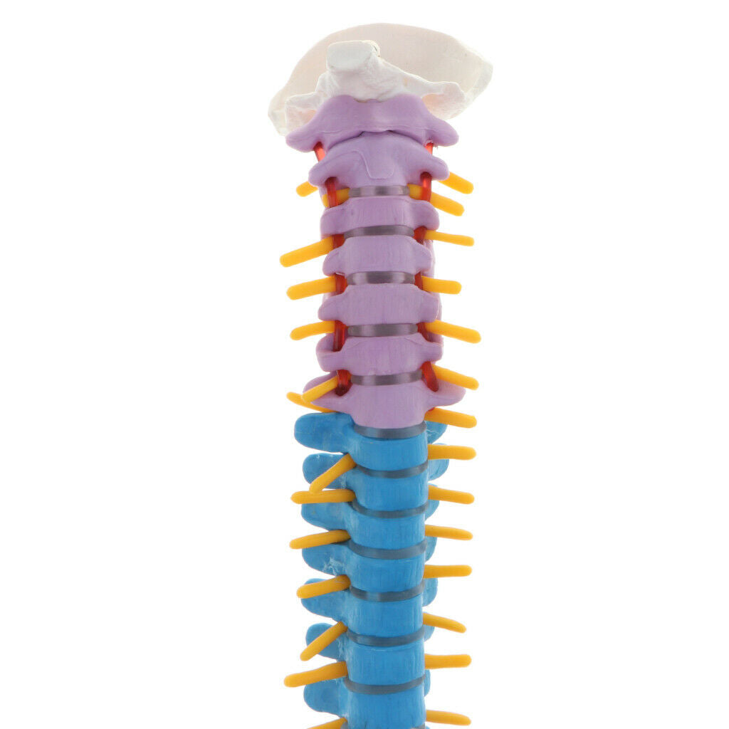 Human Vertebral and Pelvis Anatomical Spine with Stand for Science Classroom