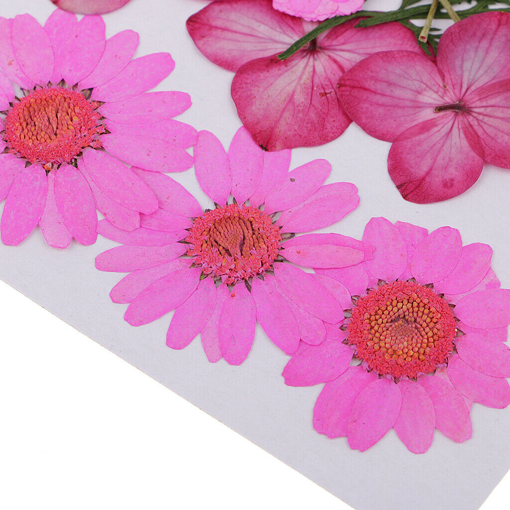 Pack of 2 Bags Assorted Kinds of Dried Flowers Petals Pressed Leaves for DIY
