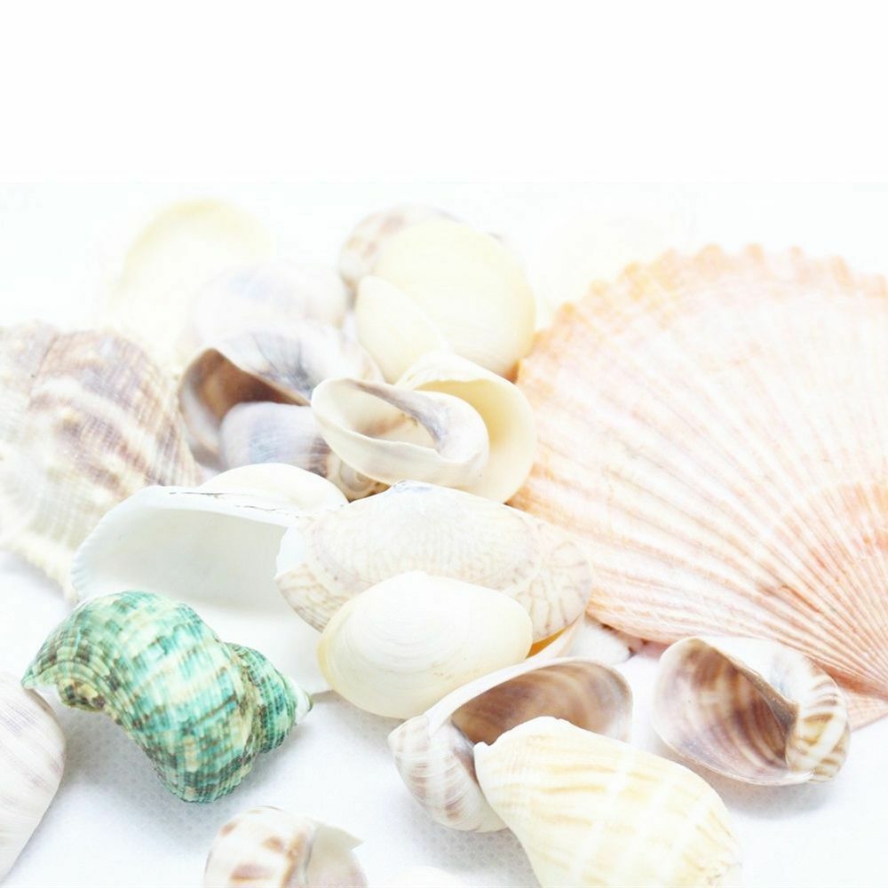 Approx 100g Aquarium Beach Nautical DIY Shells Mixed Bulk Sea Shell Fash;AUJ SJ