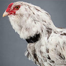 Set of 2 Rooster Collar Prevent Chicken from Screaming for Rooster Goose