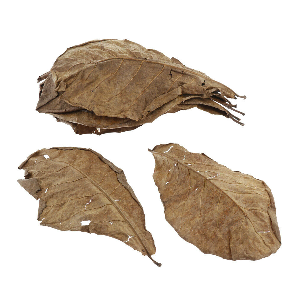 10pcs Leaves For Freshwater Aquariums