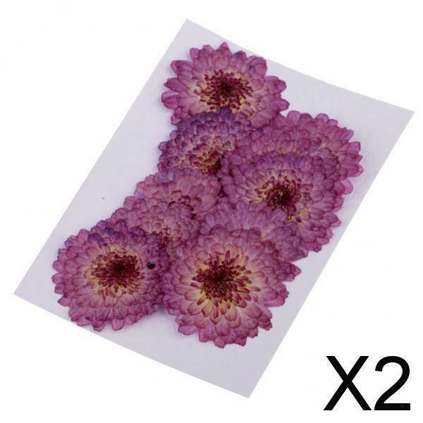 2X 10x Pressed Flowers DIY Creative Craft Gift Scrapbooking Crafts Purple Daisy