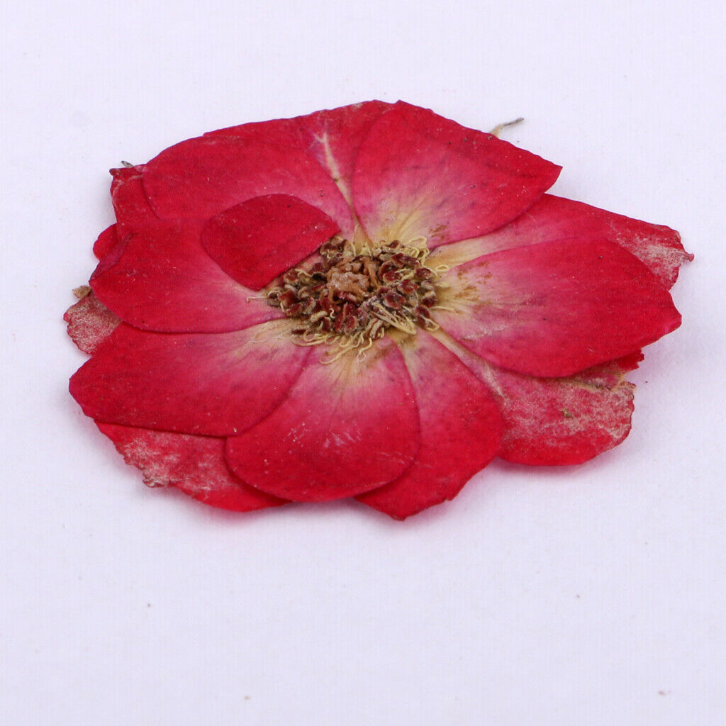 Pressed Flowers Natural Dried Real Blossom DIY Craft Gift Red Rose