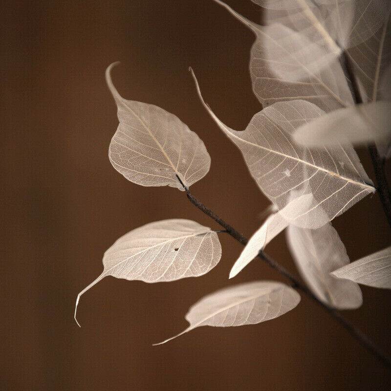 55cm Natural white Bodhi leaf vein Branch dried Flower wedding flower P1 TwJ.DD