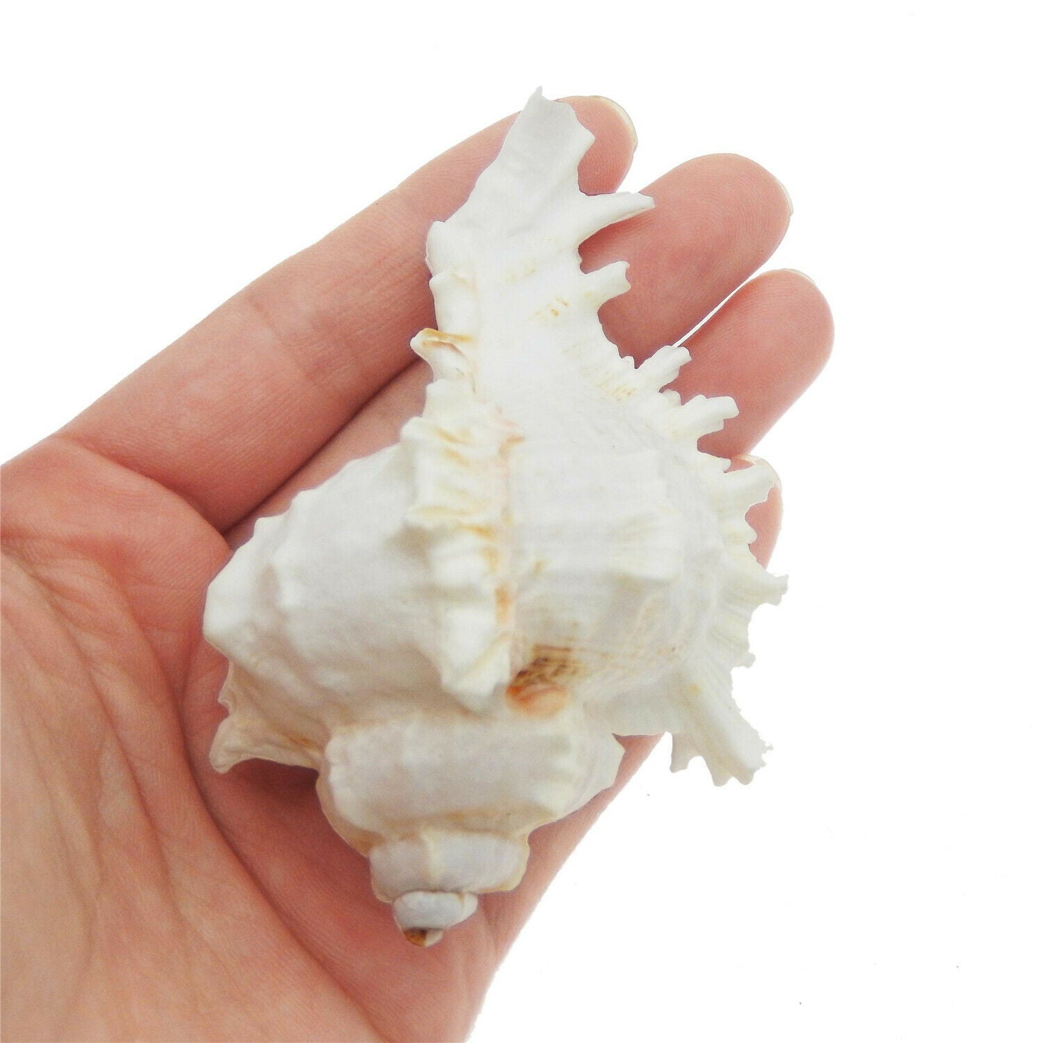 1 Piece Natural Shells 6 - 7 cm Snail Conch Ramose Murex Seashell Nautical Decor