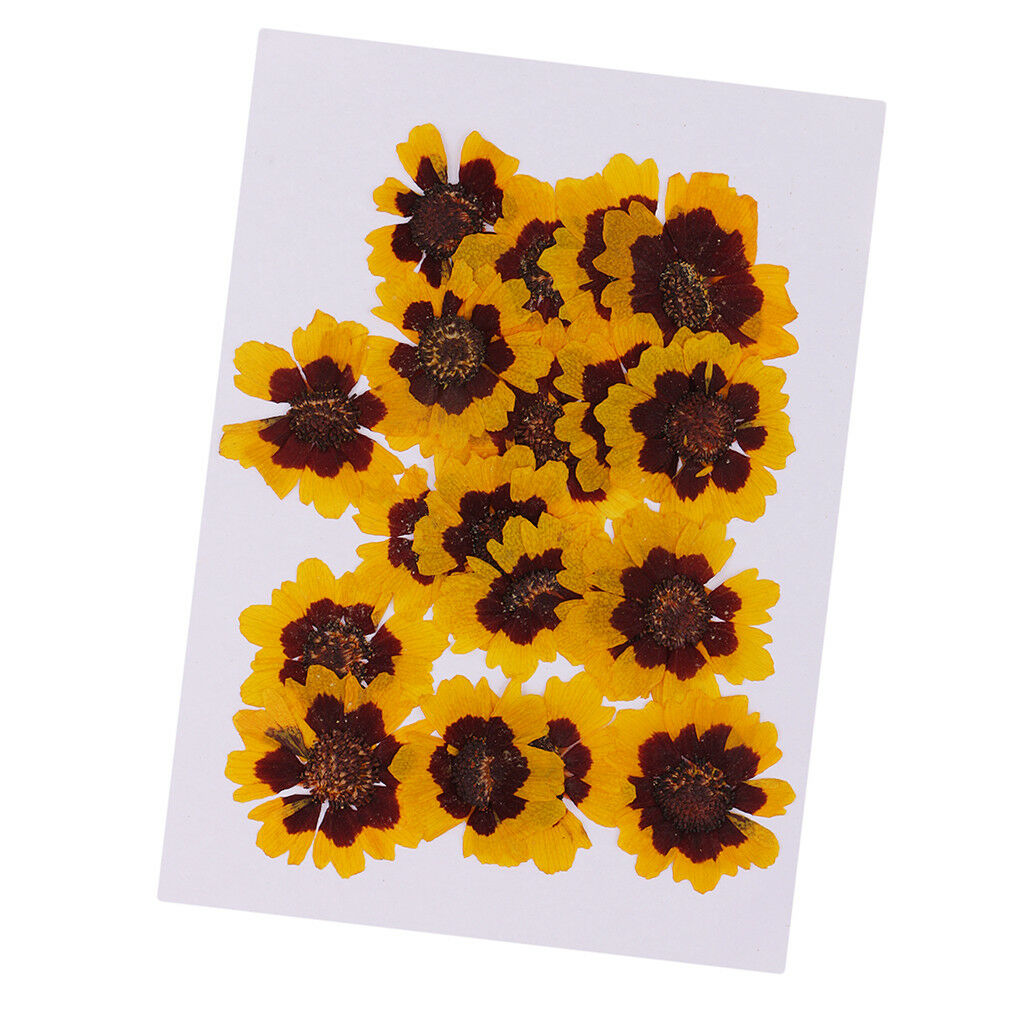 20x Pressed Flowers Beautiful Organic DIY Floral Art Craft Scrapbooking Card