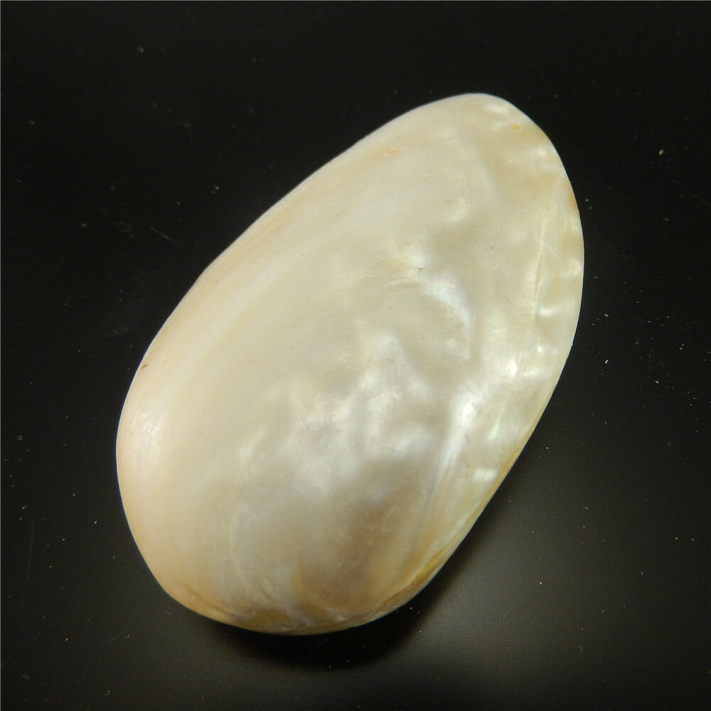 1X Natural Clam Shell Seashell Aquarium Ornament Nautical Fish Tank Decor 7-8cm