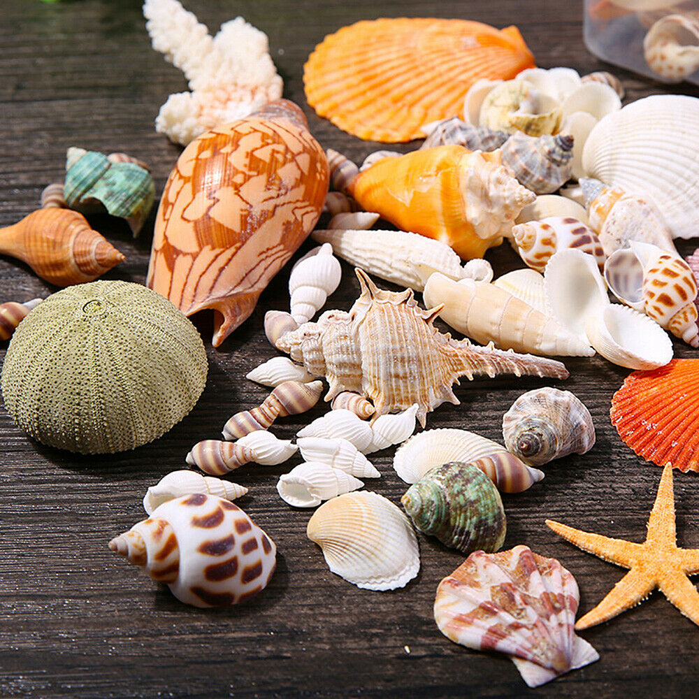 Natural Sea Shells Conch Fish Tank Aquarium Landscape Ornament Home Decor DIY
