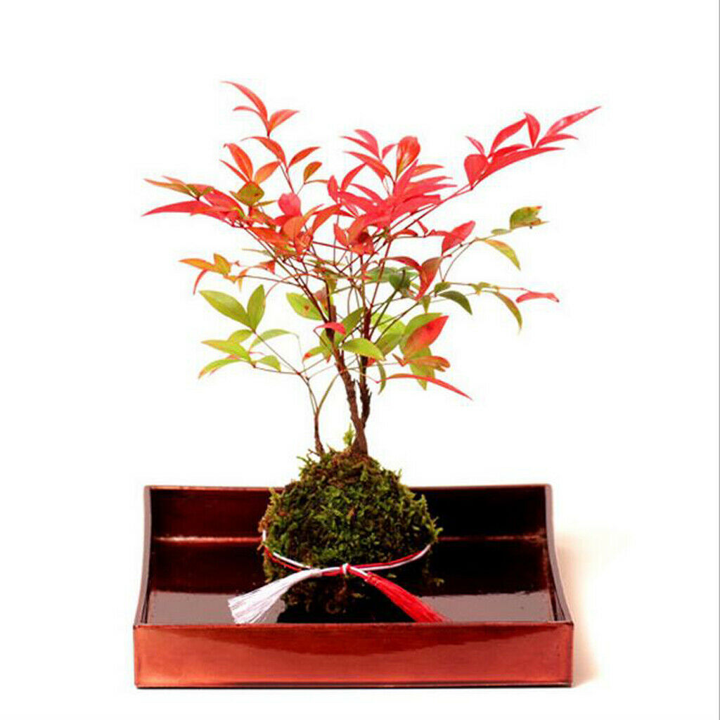 2pcs Moss Flower Pot Succulent Planter Container Garden Decoration 15cm/5