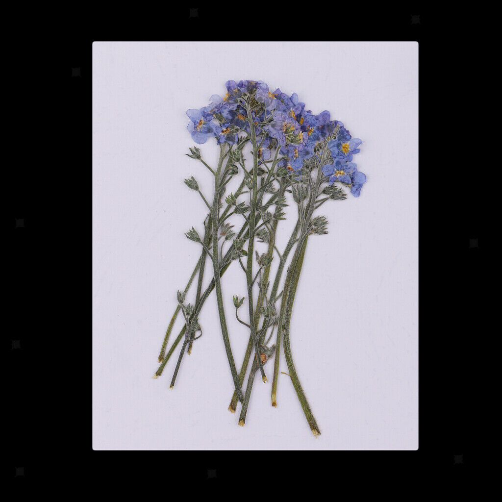10 Real Pressed Flower Ornaments for Gift Box Decoration