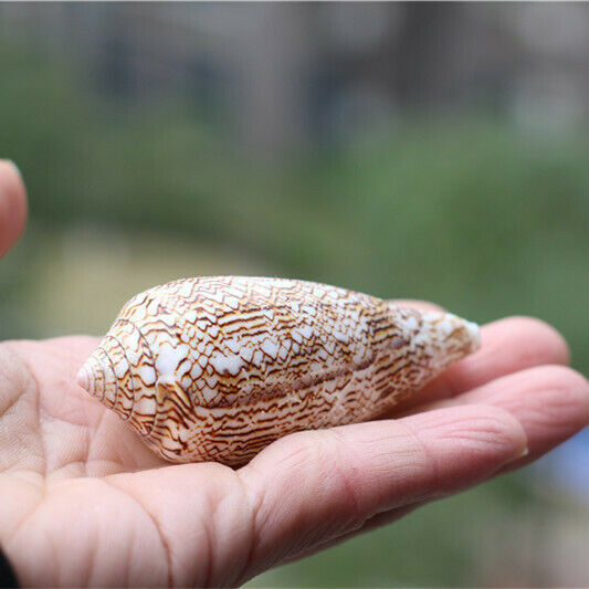 1 Pc Natural Conus Textile Conch Shells Seashells Nautical Decor 7 - 9cm HH6979