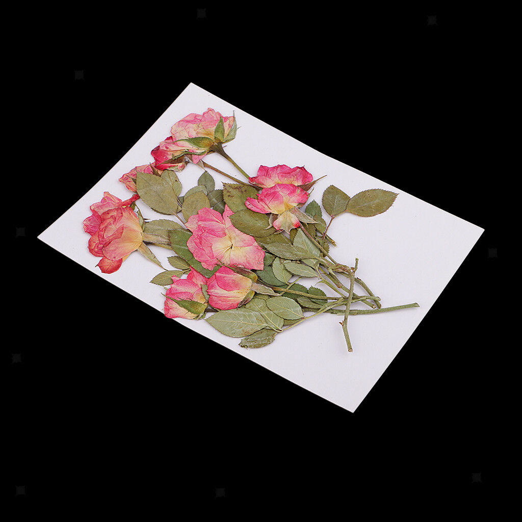10pcs Real Pressed Flowers Dried Rose w/ Leaves for Scrapbooking Arts Crafts