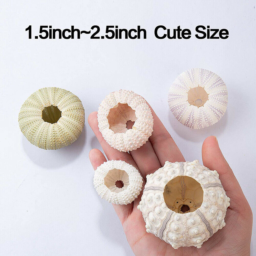 5PCS Mini Sea Urchin Shell Hanging Pot Air Plant Holder Bonsai Home Yard Decor