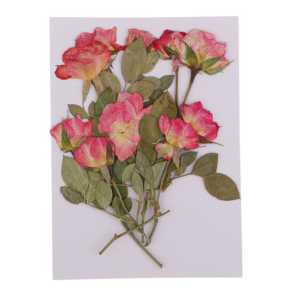 10pcs Real Pressed Flowers Dried Rose w/ Leaves for Scrapbooking Arts Crafts