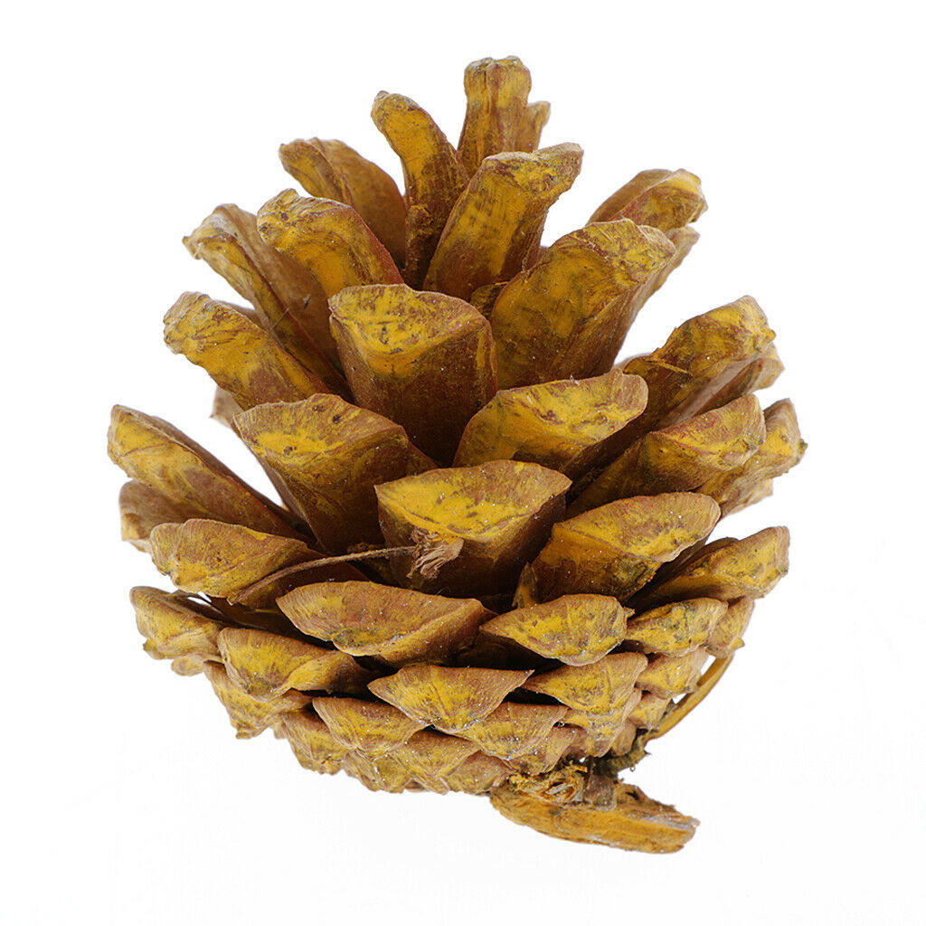 10x Colorful Pine Cones Xmas Tree Pinecone Ornaments for Photo Props 4-5cm