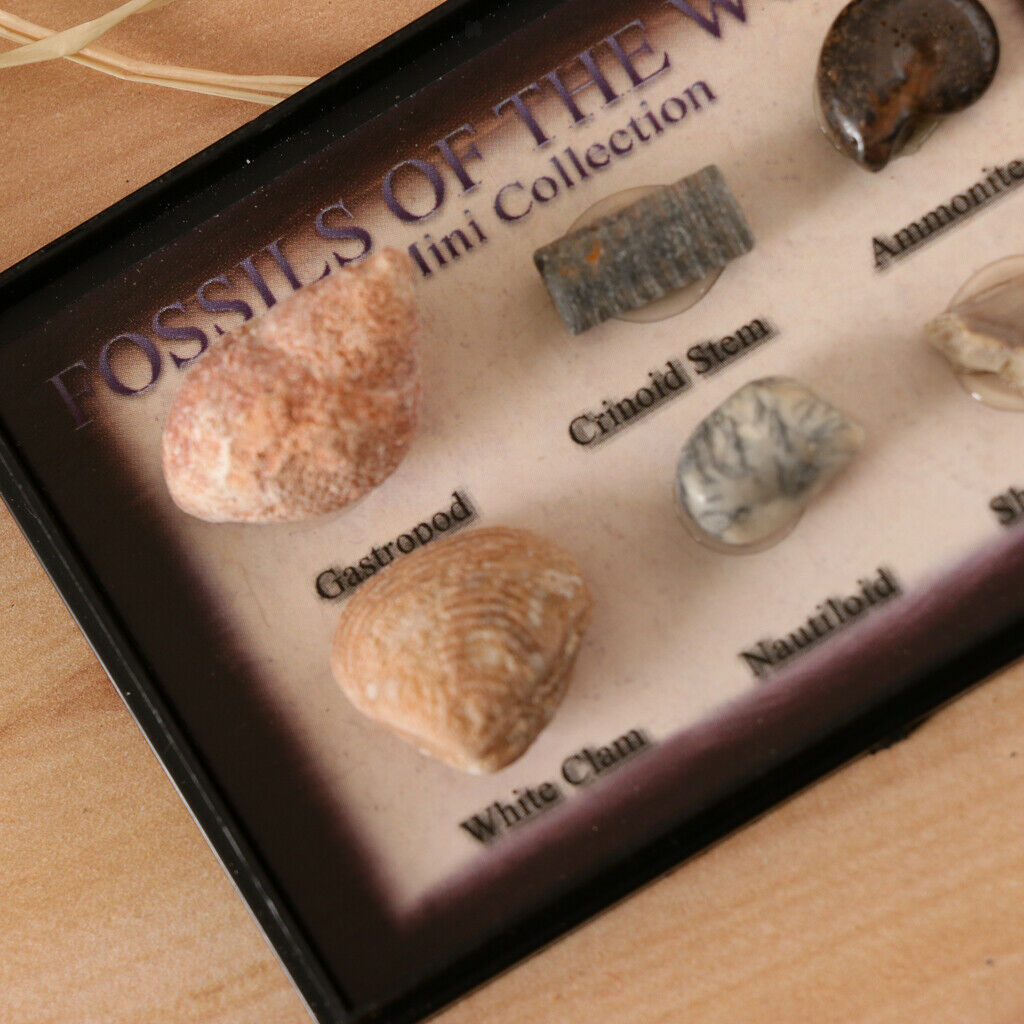 6Pcs Marine Animal Fossils Specimens Collection School Biology Teaching Aids