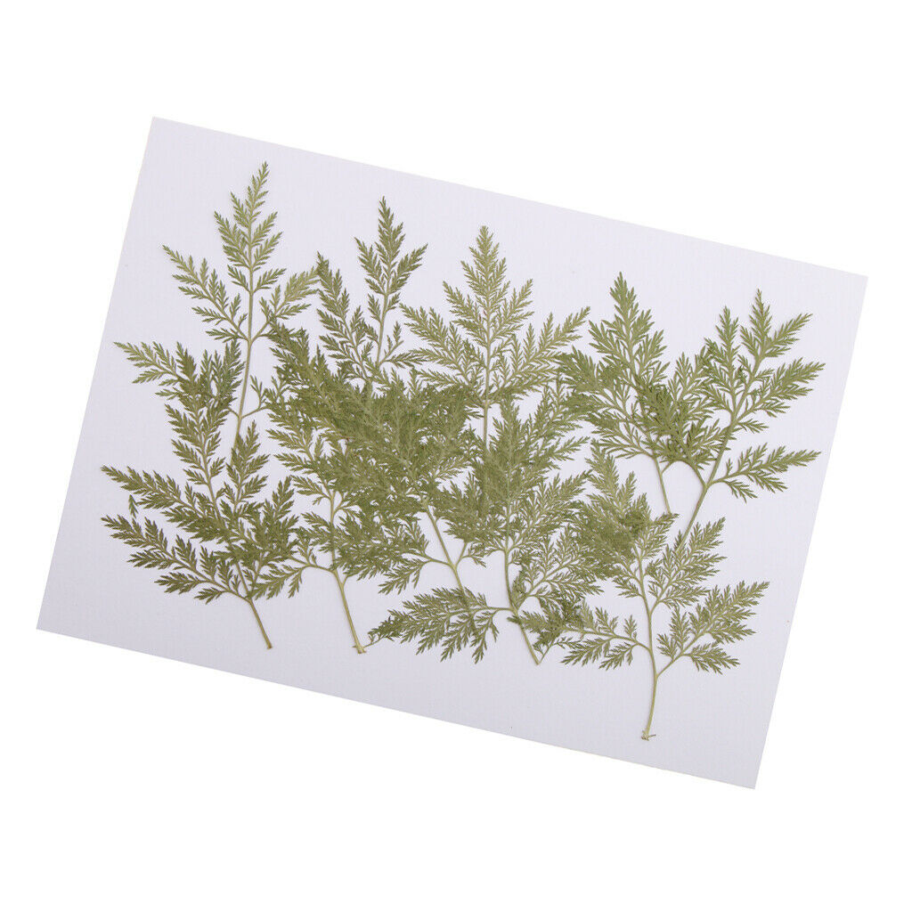 20x Mixed Size Real Pressed Leaves Dried Flower Embellishments DIY Materials