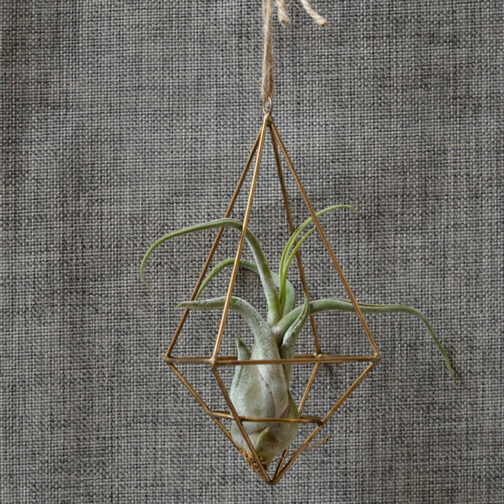 Metal Brass Hanging Tillandsia Air Plant Rack Holder Geometric Hanging Decor
