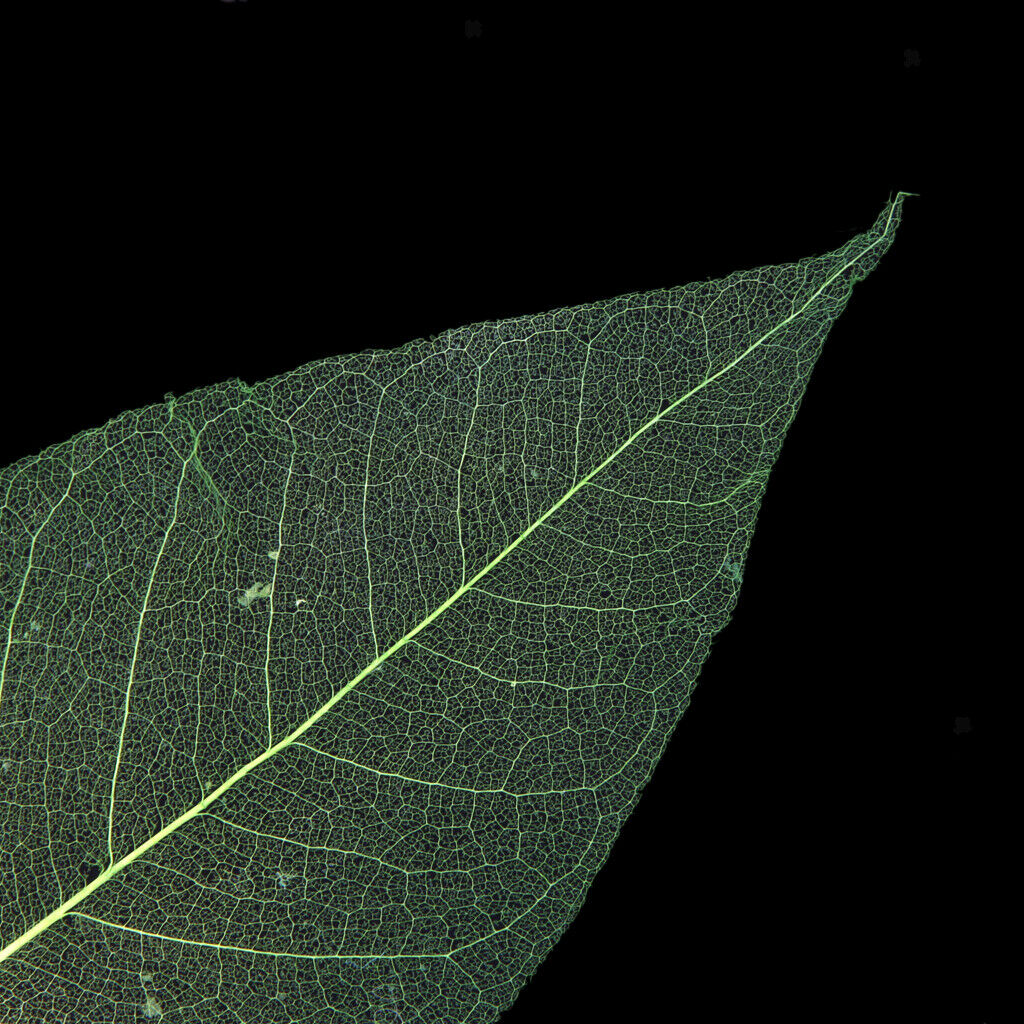 100Pieces Natural Magnolia Skeleton Leaf Leaves