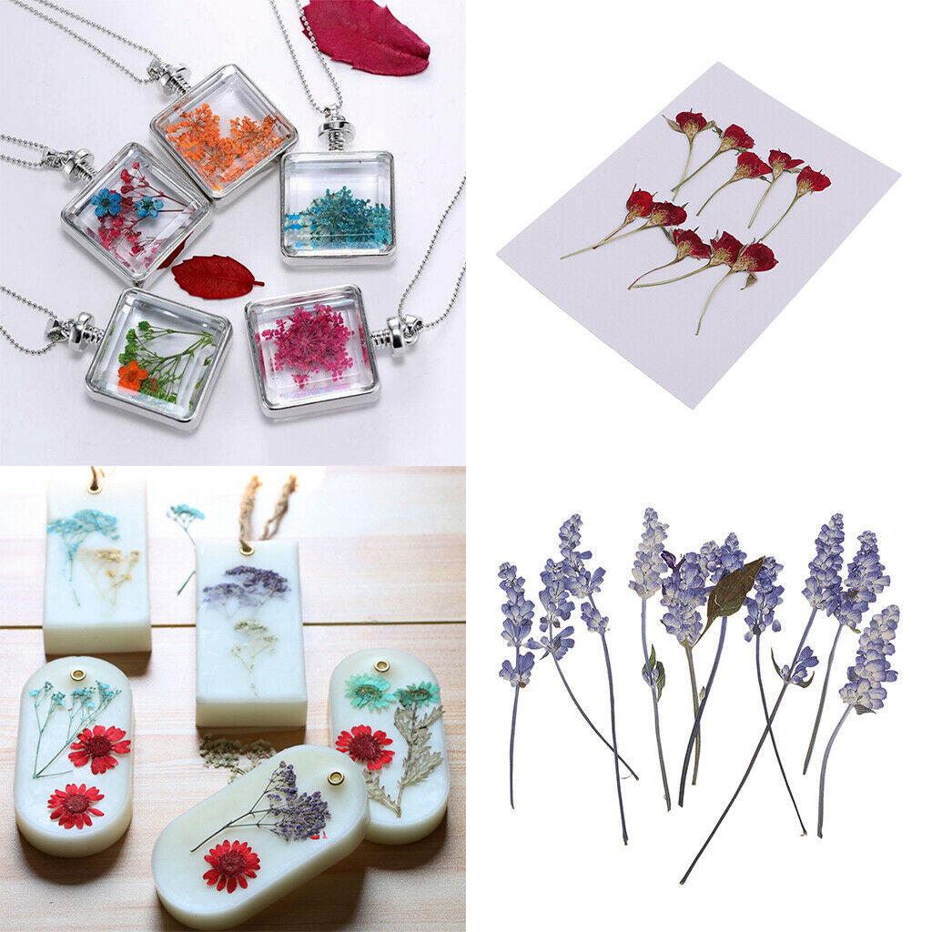 20 Pcs Multi Beautiful Real Pressed Flowers Natural Dried Flowers for Arts