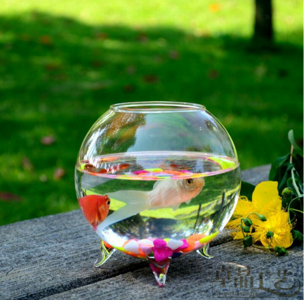 6pcs Standing Glass Hydroponic Flowers Vase/ Fairy Garden DIY Terrarium