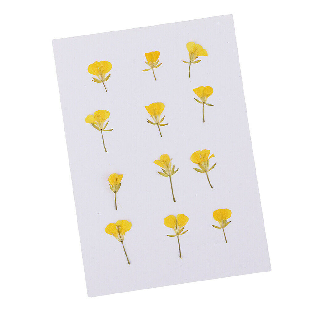 12 Pcs Dried Pressed Flowers Rape Flowers Plant Herbarium for Craft Making