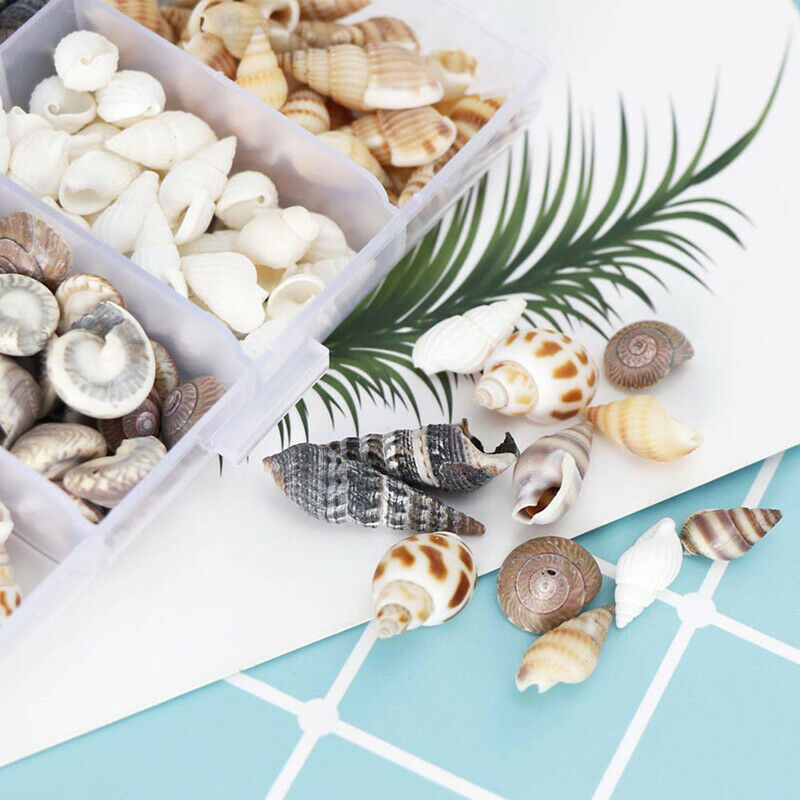 Natural Conch Shells Mini Conch Corn Screw Home Decoration Aquarium Lands.l8