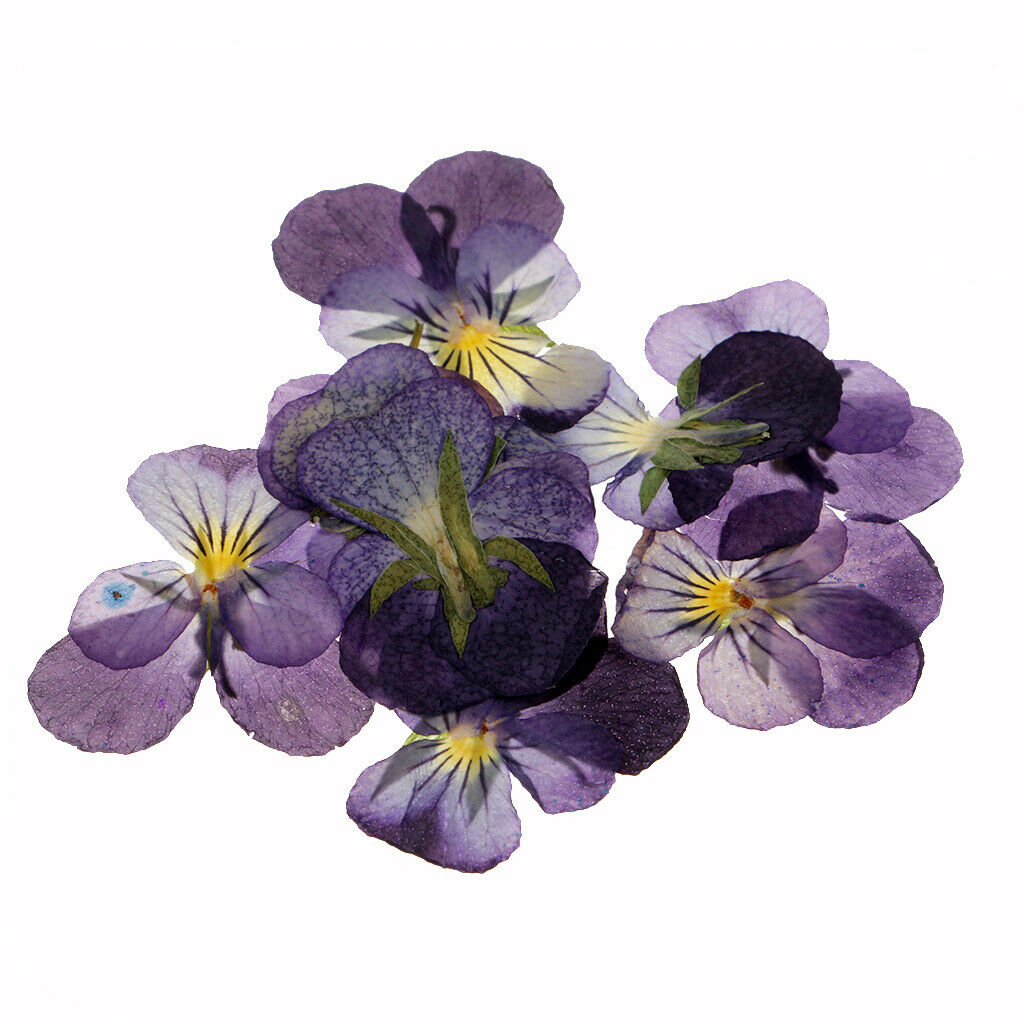 12x Pressed Real Dried Flowers Violet Flower Scrapbooking DIY Art Craft