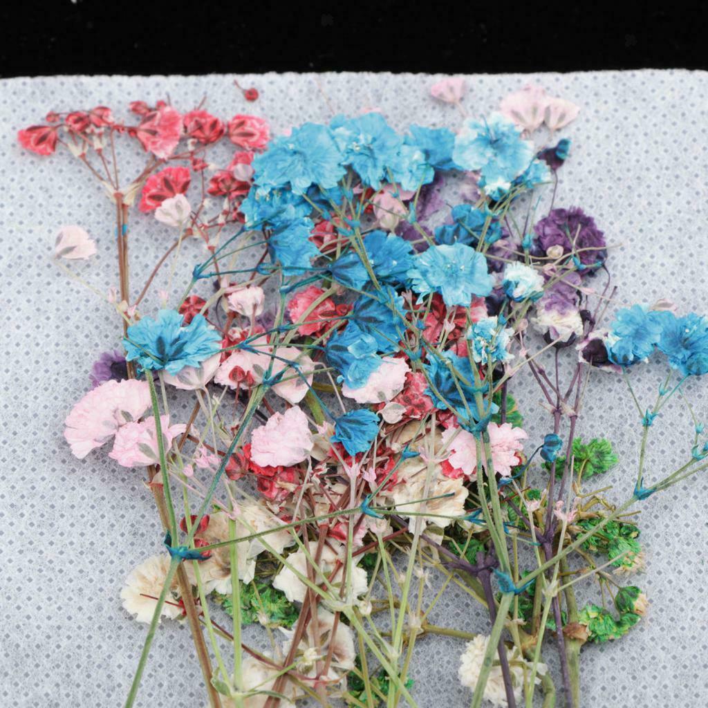 12Pcs Natural Dried Flowers Babysbreath DIY Pressed Herbarium Flower Decorative