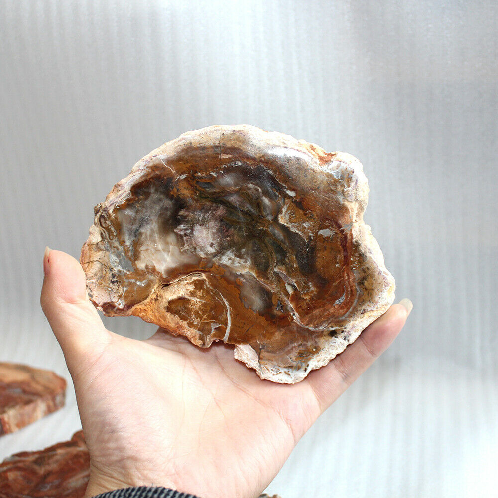 70MM Natural Wood Drink Coaster Specimen Fossil Polished Rock Madagascar