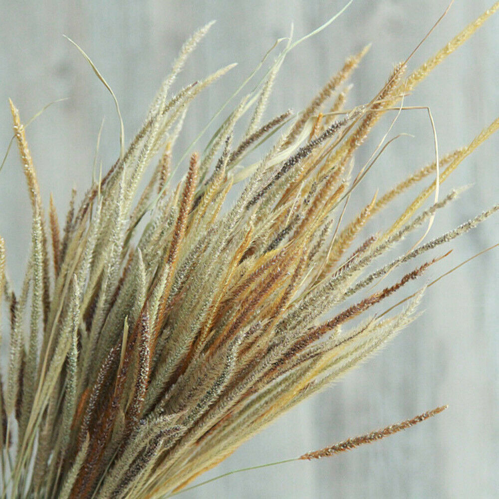 50X Natural Dried Flowers Goldenrod Reed Bunch Wedding Home Floral Decor DIY