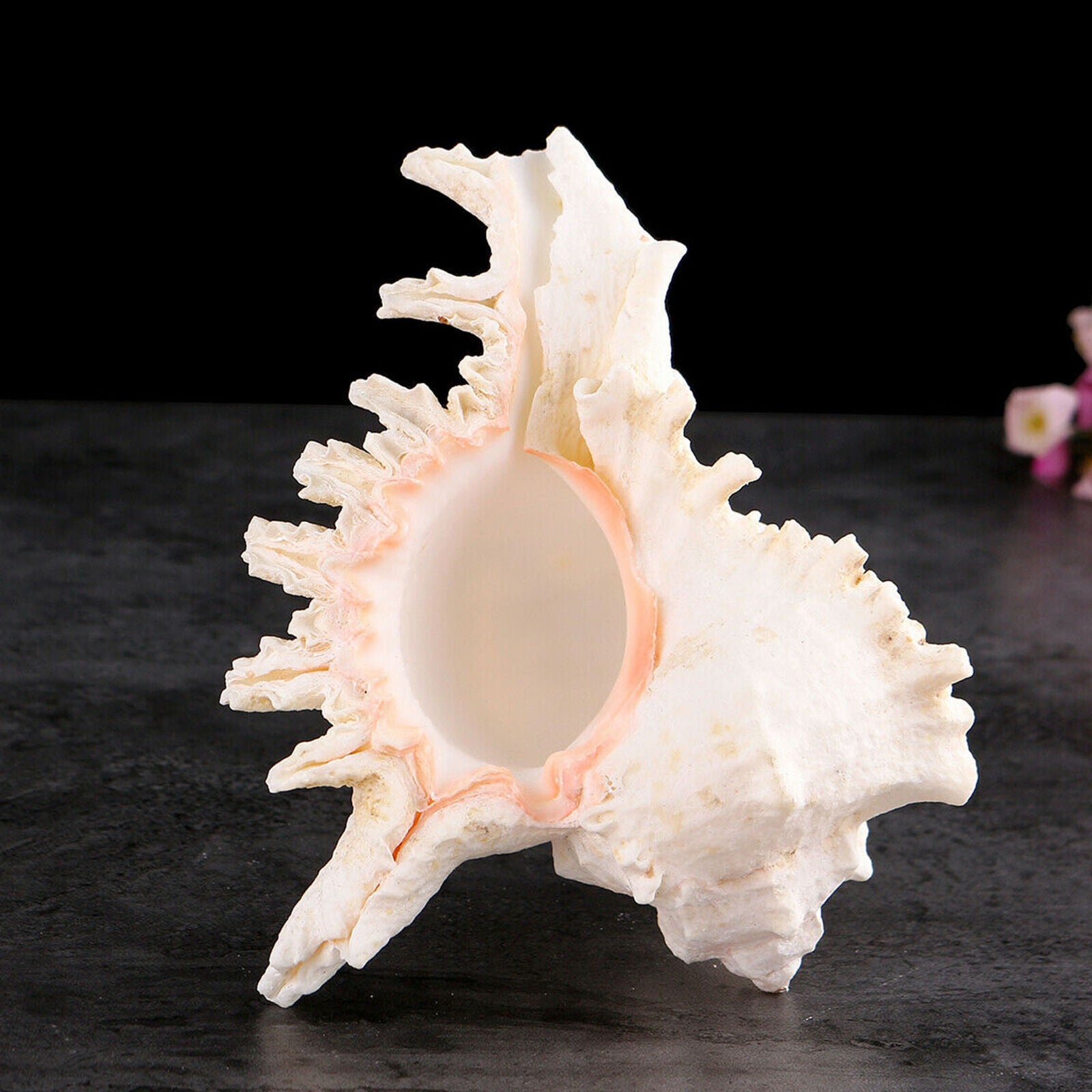 Large 15cm Natural Marine Shell Clam Conch Home Ornament Giant Sea