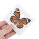1pc Random Butterfly Specimen Folded Real Insects Wholesale Butterfly Speci Lt