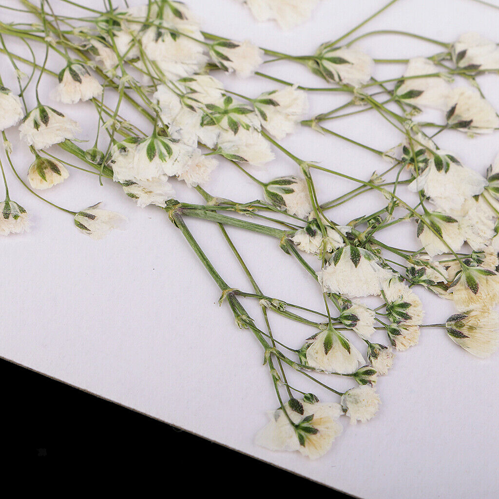 20 Pieces Assorted Natural Pressed Dried Flowers DIY Scrapbooking Art Craft