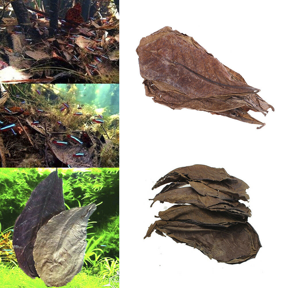 20Pc catappa leaves almond tree aquarium clean tool terminalia leaf about  G DF