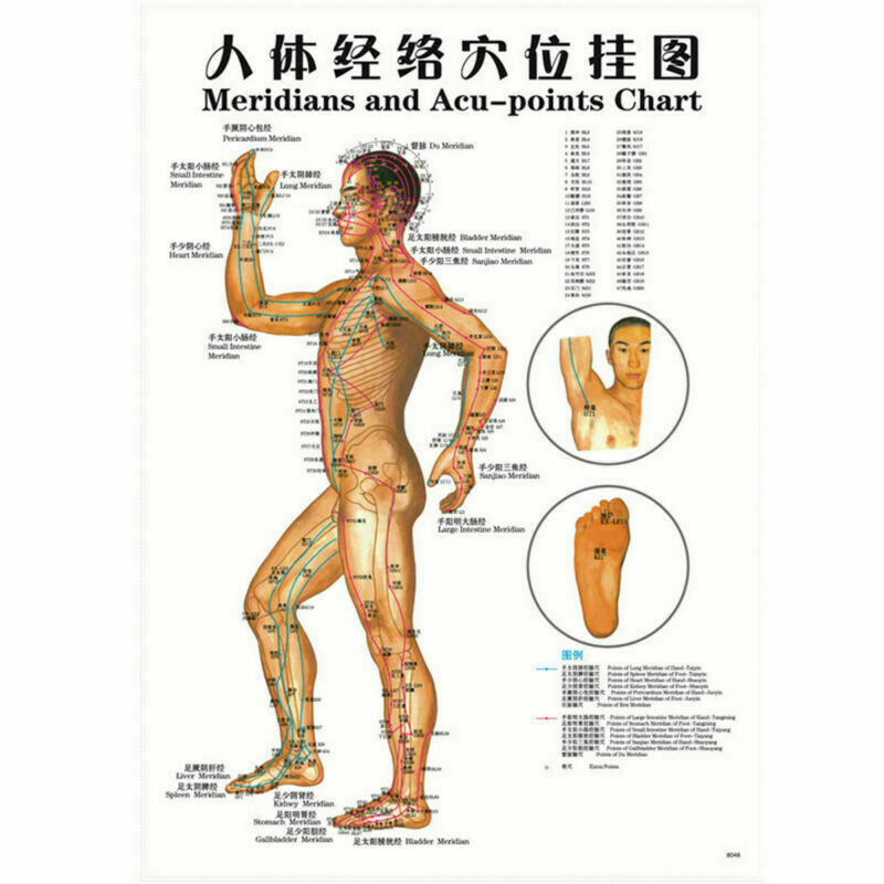 7pcs English Acupuncture Meridian Acupressure Points Posters Chart Wall Map