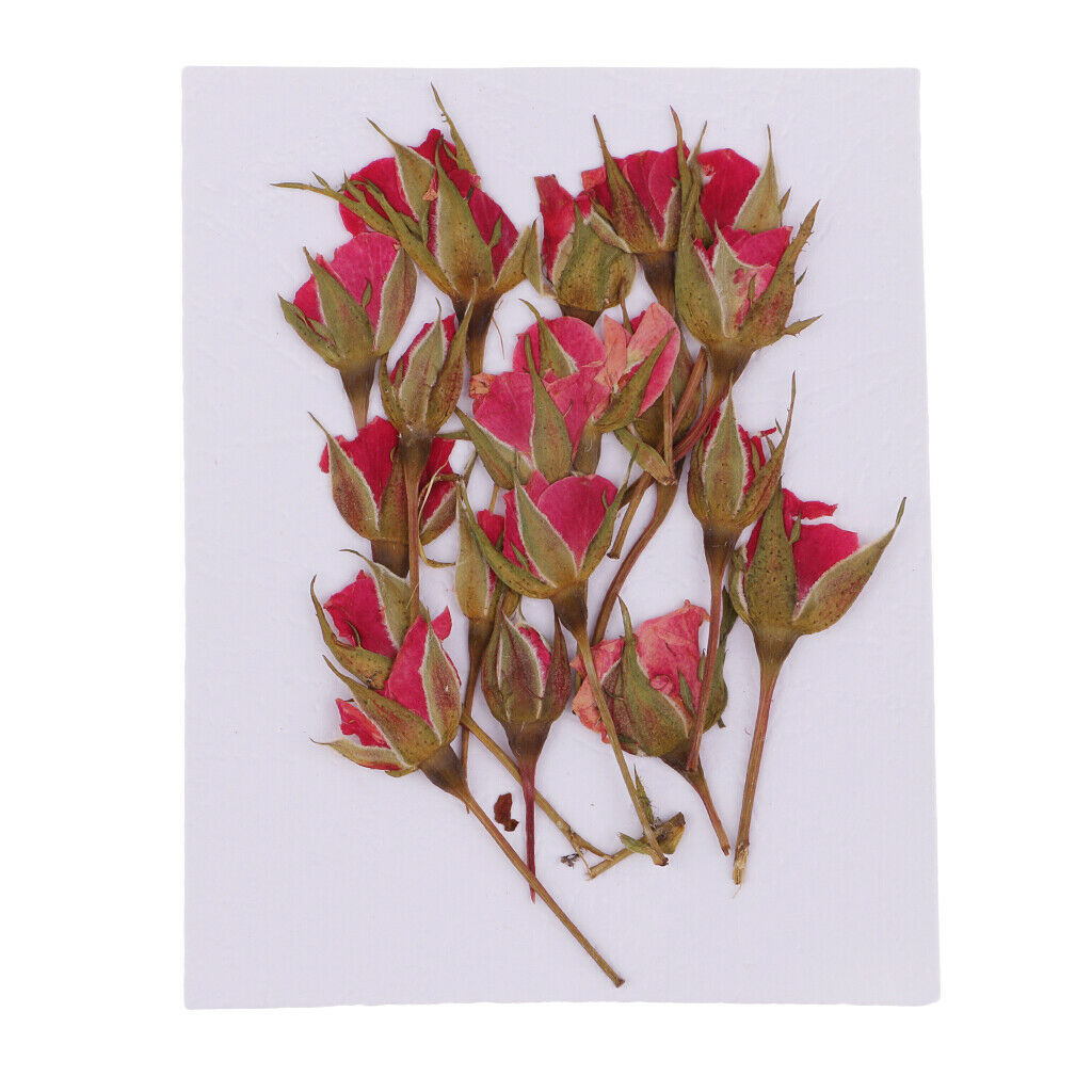 4X Real Dried Flowers Flower Decoration For DIY Art Craft Making Jewelry Making