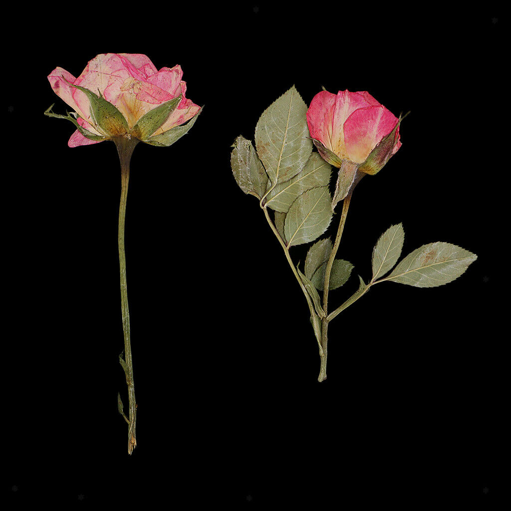 10pcs Real Pressed Flower Dried Rose Buds w/ Brunches for Phone Cover Decors