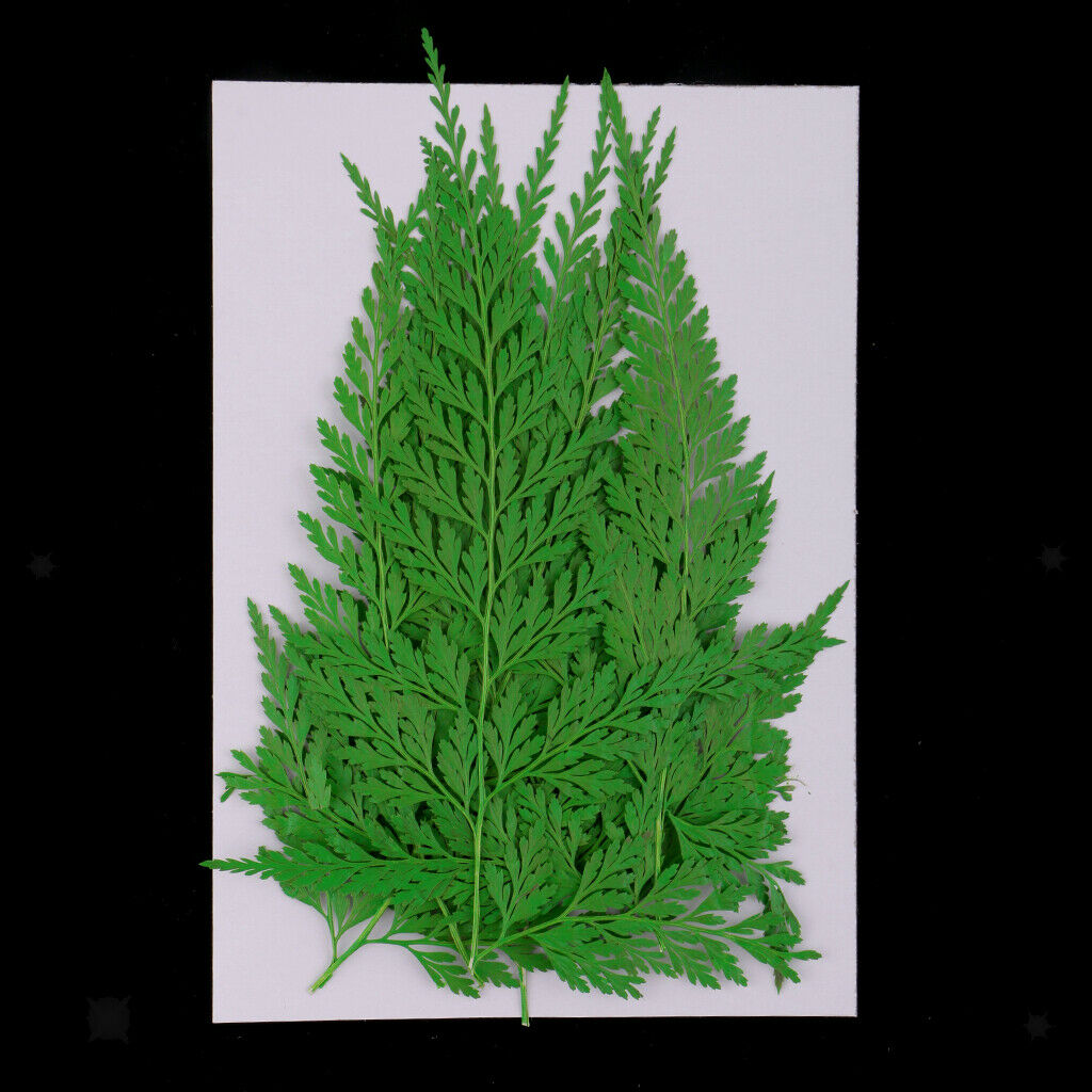 12 Pressed Dried Leaves Plant Specimen For DIY Art Craft Scrapbook Card Gift