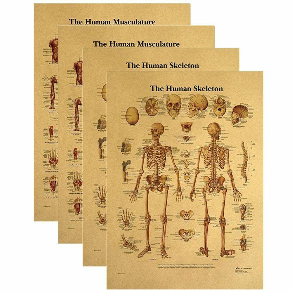 Human Structure Skeleton Musculature Retro Anatomy Picture Kraft Paper Poster